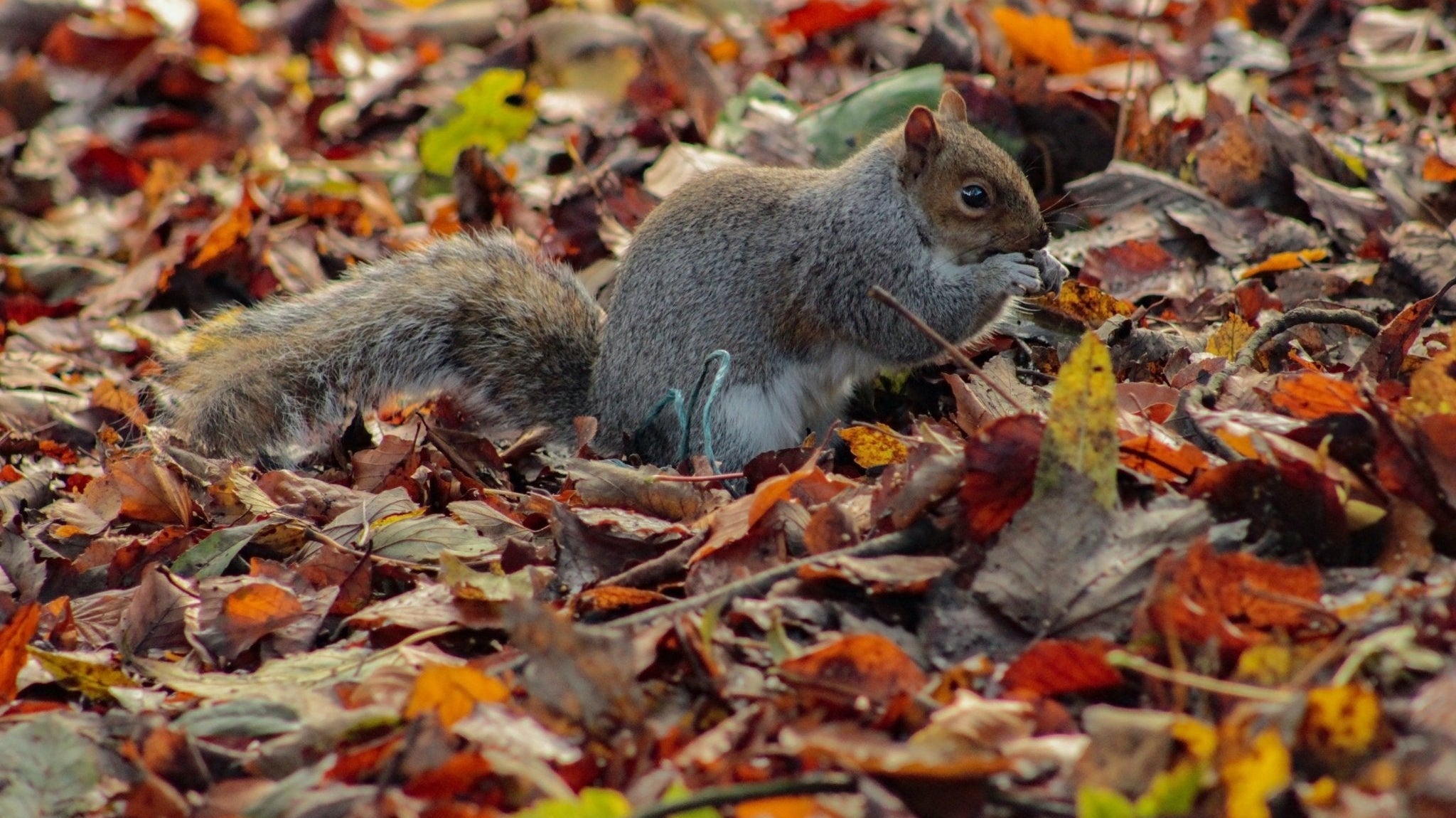 Autumn inspiration - Dolly and Fred Designs