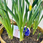 Easter egg hunt postcards - Dolly and Fred Designs