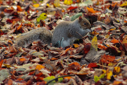 Autumn inspiration - Dolly and Fred Designs